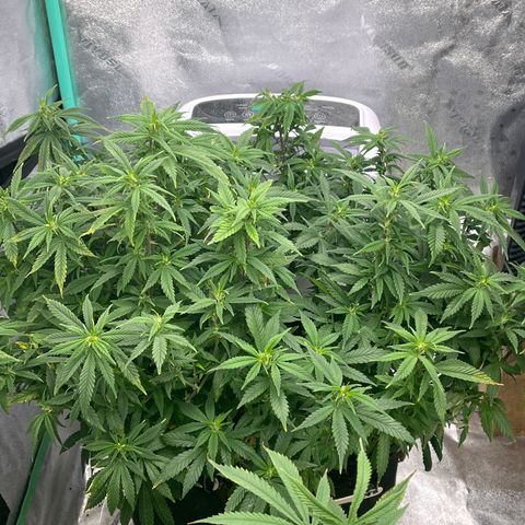 Black Sugar growlog timeline photo
