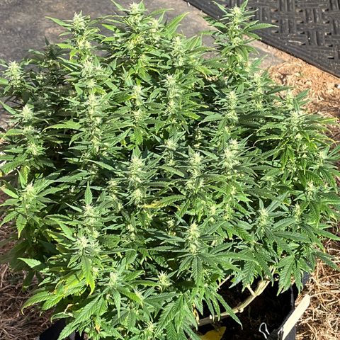 Black Sugar growlog timeline photo