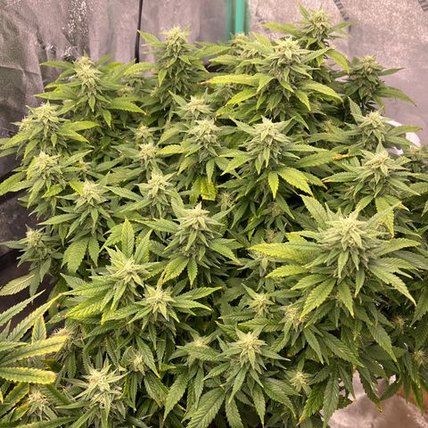 Black Sugar growlog timeline photo