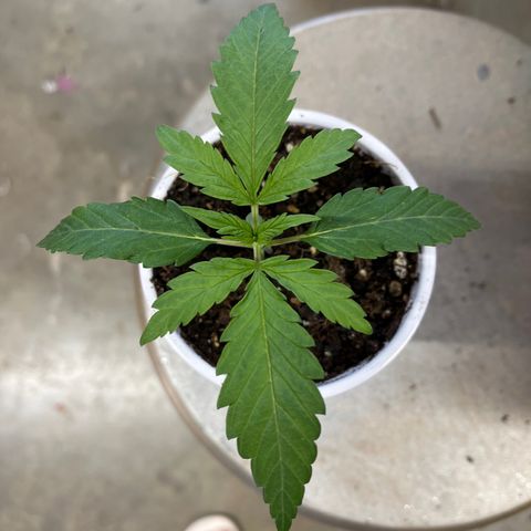 Blue Dream growlog timeline photo