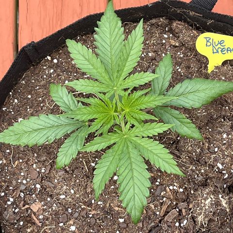 Blue Dream growlog timeline photo