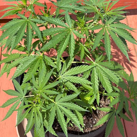 Blue Dream growlog timeline photo