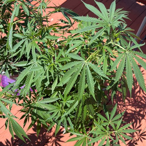 Blue Dream growlog timeline photo