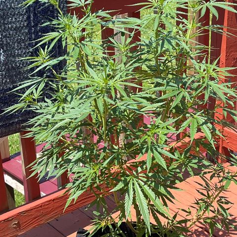 Blue Dream growlog timeline photo