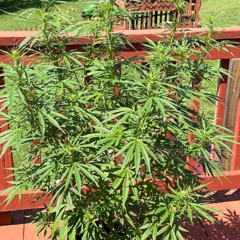 Blue Dream growlog timeline photo