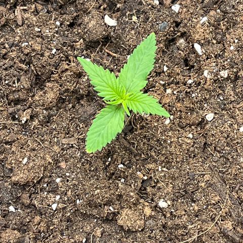 Fastbud Auto Mix  #3 growlog timeline photo