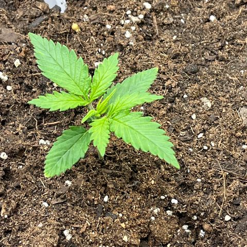 Fastbud Auto Mix  #3 growlog timeline photo