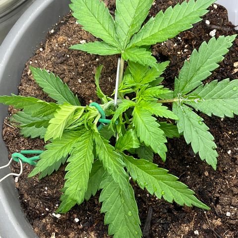 Fastbud Auto Mix  #3 growlog timeline photo