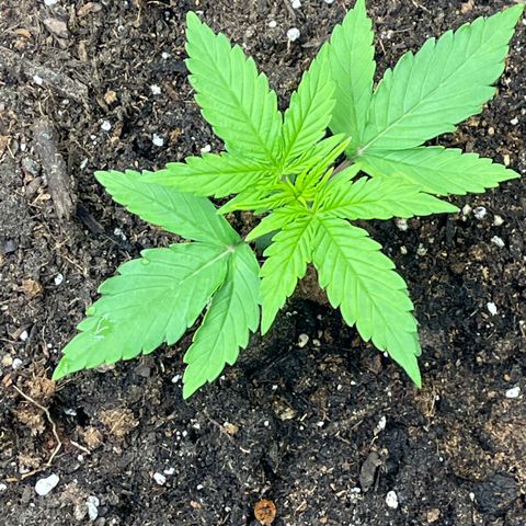 Orion F 1 35-40 day flower. Total grow time 70 days growlog timeline photo