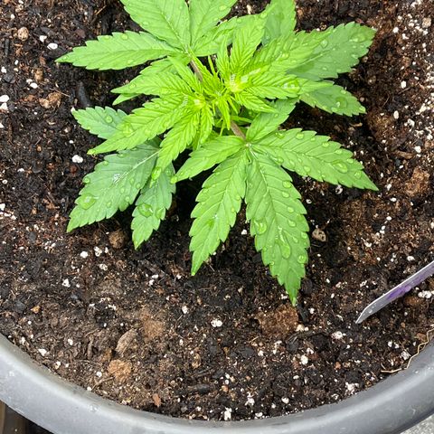Orion F 1 35-40 day flower. Total grow time 70 days growlog timeline photo