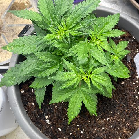 Fastbud Auto Mix  #3 growlog timeline photo