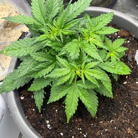 Fastbud Auto Mix  #3 growlog timeline photo