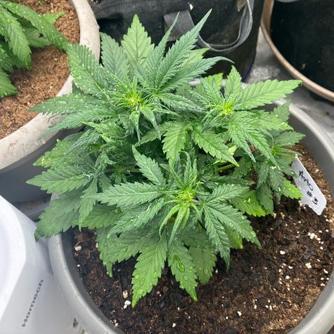 Fastbud Auto Mix  #3 growlog timeline photo