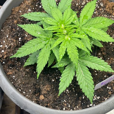 Orion F 1 35-40 day flower. Total grow time 70 days growlog timeline photo