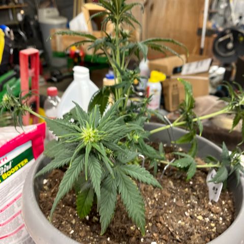 Fastbud Auto Mix  #3 growlog timeline photo