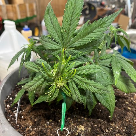 Orion F 1 35-40 day flower. Total grow time 70 days growlog timeline photo