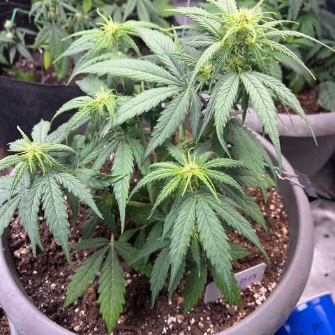 Orion F 1 35-40 day flower. Total grow time 70 days growlog timeline photo