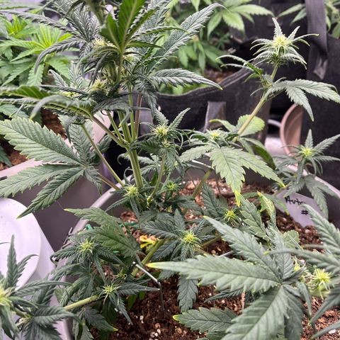 Fastbud Auto Mix  #3 growlog timeline photo