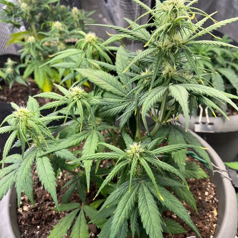 Orion F 1 35-40 day flower. Total grow time 70 days growlog timeline photo
