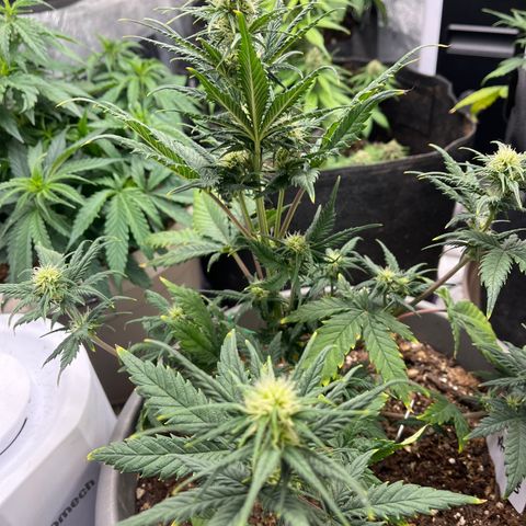 Fastbud Auto Mix  #3 growlog timeline photo