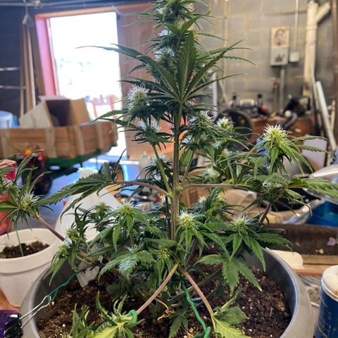 Fastbud Auto Mix  #3 growlog timeline photo