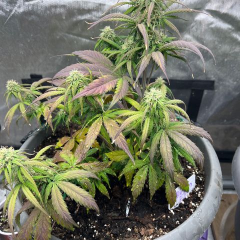 Orion F 1 35-40 day flower. Total grow time 70 days growlog timeline photo