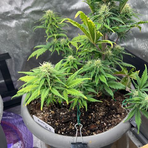 Fastbud Auto Mix  #3 growlog timeline photo