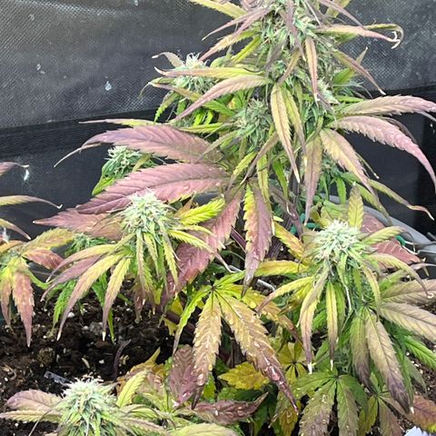 Orion F 1 35-40 day flower. Total grow time 70 days growlog timeline photo