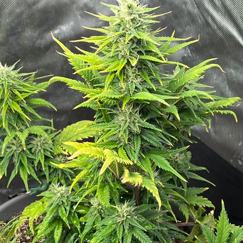 Fastbud Auto Mix  #3 growlog timeline photo