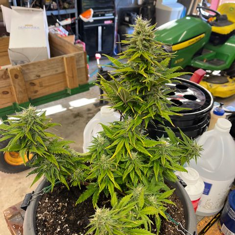 Fastbud Auto Mix  #3 growlog timeline photo