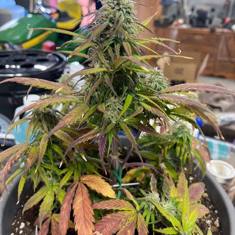 Orion F 1 35-40 day flower. Total grow time 70 days growlog timeline photo