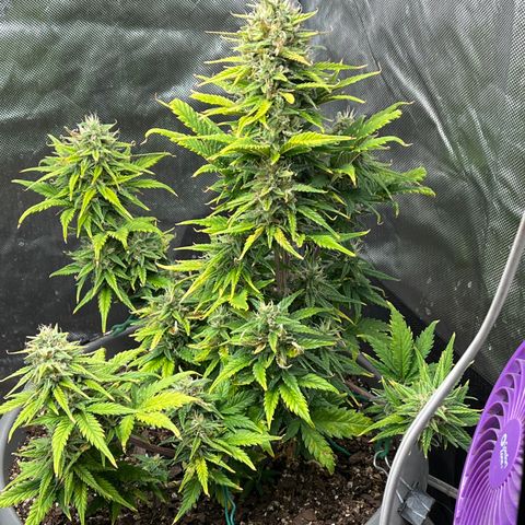 Fastbud Auto Mix  #3 growlog timeline photo