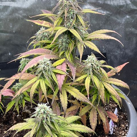 Orion F 1 35-40 day flower. Total grow time 70 days growlog timeline photo