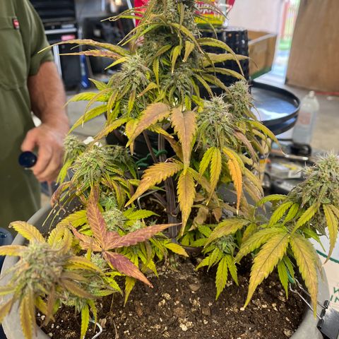 Orion F 1 35-40 day flower. Total grow time 70 days growlog timeline photo