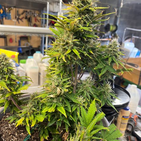 Fastbud Auto Mix  #3 growlog timeline photo