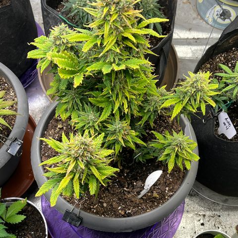 Fastbud Auto Mix  #3 growlog timeline photo