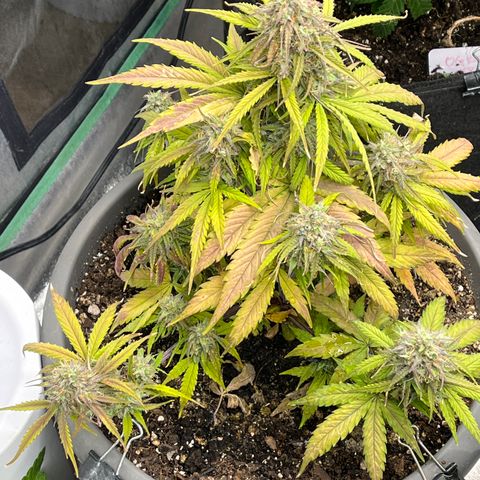 Orion F 1 35-40 day flower. Total grow time 70 days growlog timeline photo