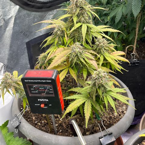 Orion F 1 35-40 day flower. Total grow time 70 days growlog timeline photo