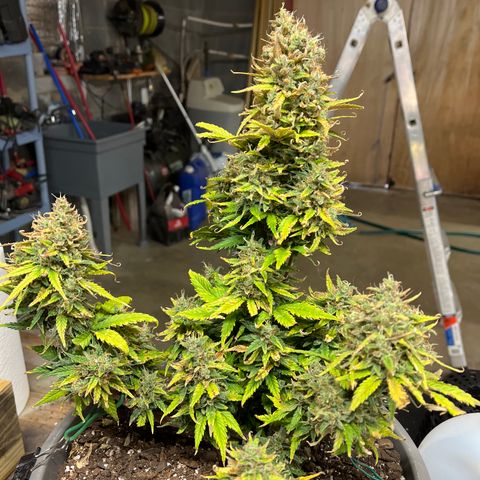 Fastbud Auto Mix  #3 growlog timeline photo