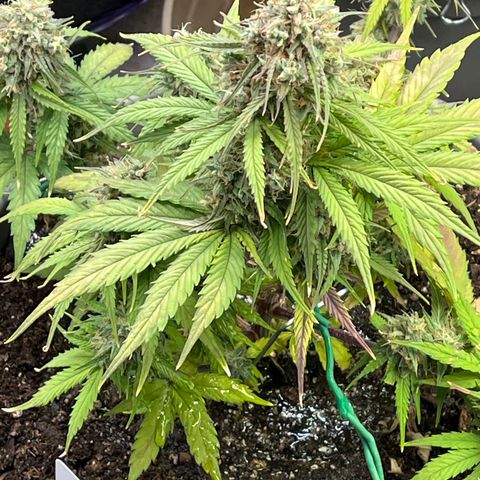 Orion F 1 35-40 day flower. Total grow time 70 days growlog timeline photo