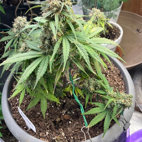 Orion F 1 35-40 day flower. Total grow time 70 days growlog timeline photo
