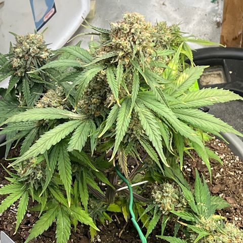 Orion F 1 35-40 day flower. Total grow time 70 days growlog timeline photo