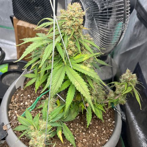 Orion F 1 35-40 day flower. Total grow time 70 days growlog timeline photo
