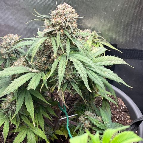 Orion F 1 35-40 day flower. Total grow time 70 days growlog timeline photo