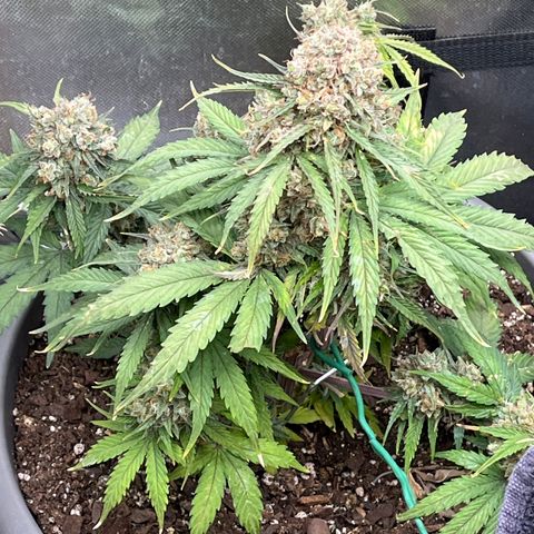 Orion F 1 35-40 day flower. Total grow time 70 days growlog timeline photo