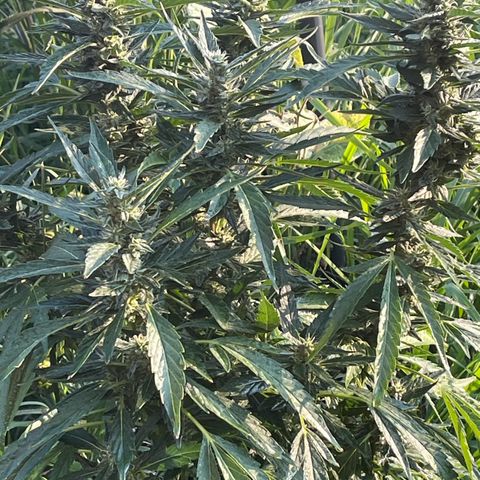 Purple Queen (GH) growlog timeline photo