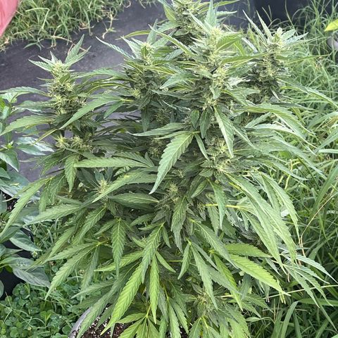 Purple Queen (GH) growlog timeline photo