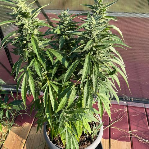 Purple Queen (GH) growlog timeline photo