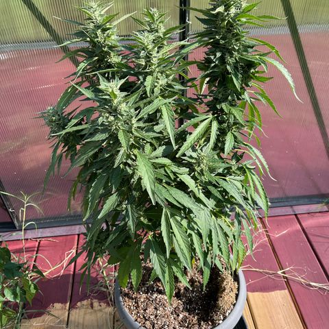 Purple Queen (GH) growlog timeline photo