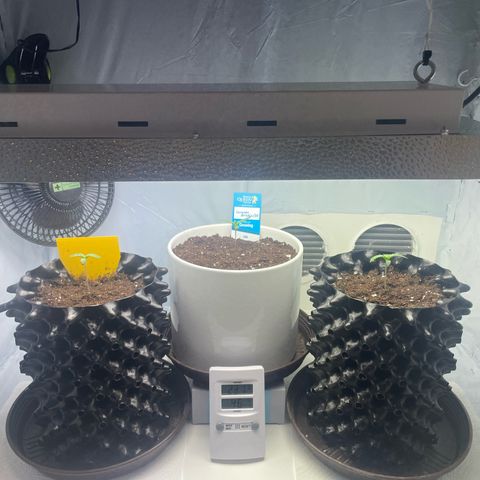 Cookies Gelato #2 - 120cm Indoor Scrog - 2024 growlog timeline photo